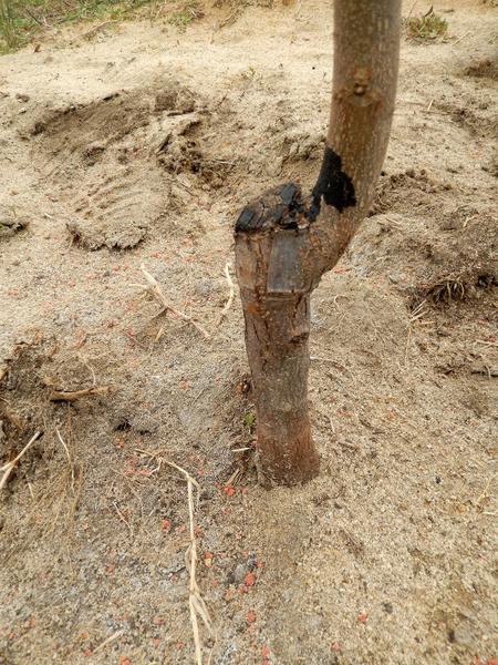 Figure 7. Budded pecan tree after planting.